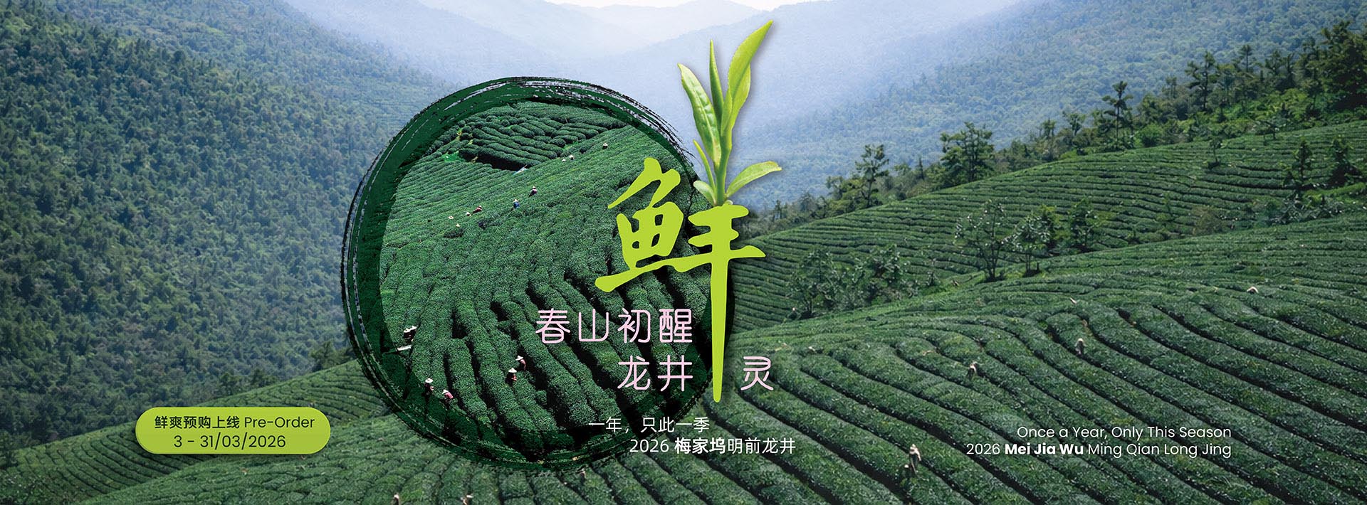 抢先预购今年产区直送的明前龙井，新芽采摘自清明前的早春茶园，豆香清鲜、茶汤甘甜顺口。于紫藤网店预购即可享有高达45%优惠，数量有限，售完即止。适合日常养生清饮，也适合作为送给爱茶朋友与长辈的心意好茶。